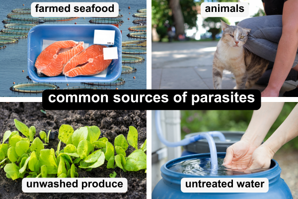 common sources of parasites